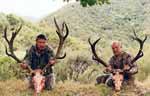 two great trophy red stag